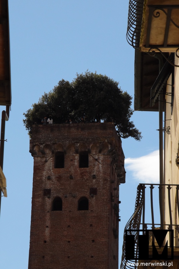Zbliżenie na Torre Guinigi z drzewami na dachu