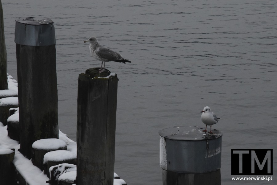 Mewy na molo w Sopocie zimą