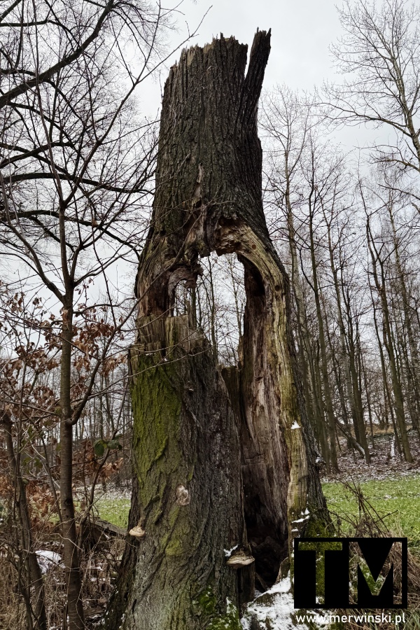 Rezerwat Przyrody Ostrzyca Proboszczowicka (Pogórze Kaczawskie)