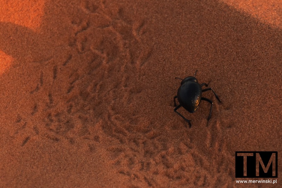 Erg Chebbi Sahara w Maroku - czarnuchowaty żuk na pustyni