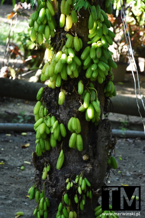 Drzewo ogórkowe na Kubie (Baracoa)