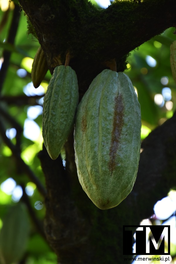 Kuba kakao plantacja