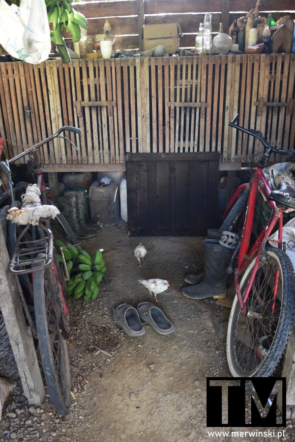 Plantacja kakao - hodowla kurczaków Baracoa Kuba