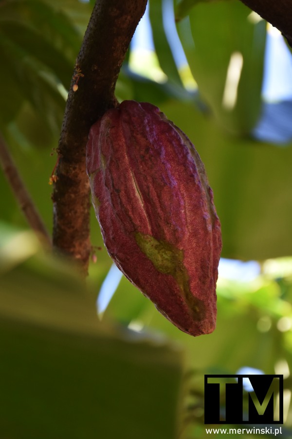 Plantacja kakao Kuba (Baracoa)