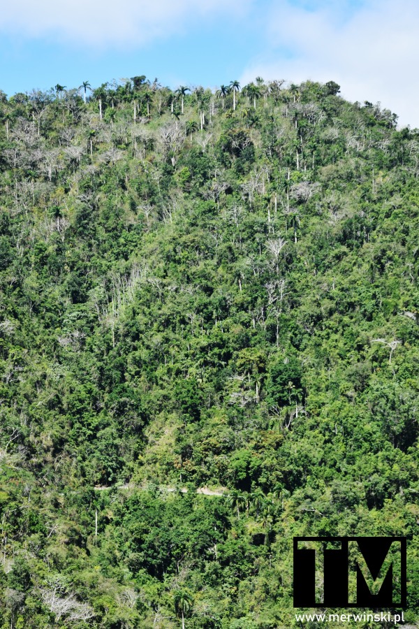 Wschodnia Kuba - tropikalny las w górach