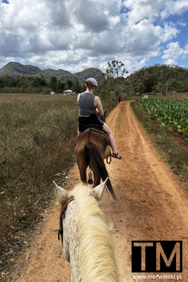 Jazda konna w Vinales na Kubie