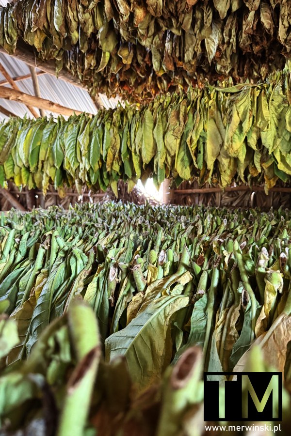 Suszenie tytoniu w Vinales