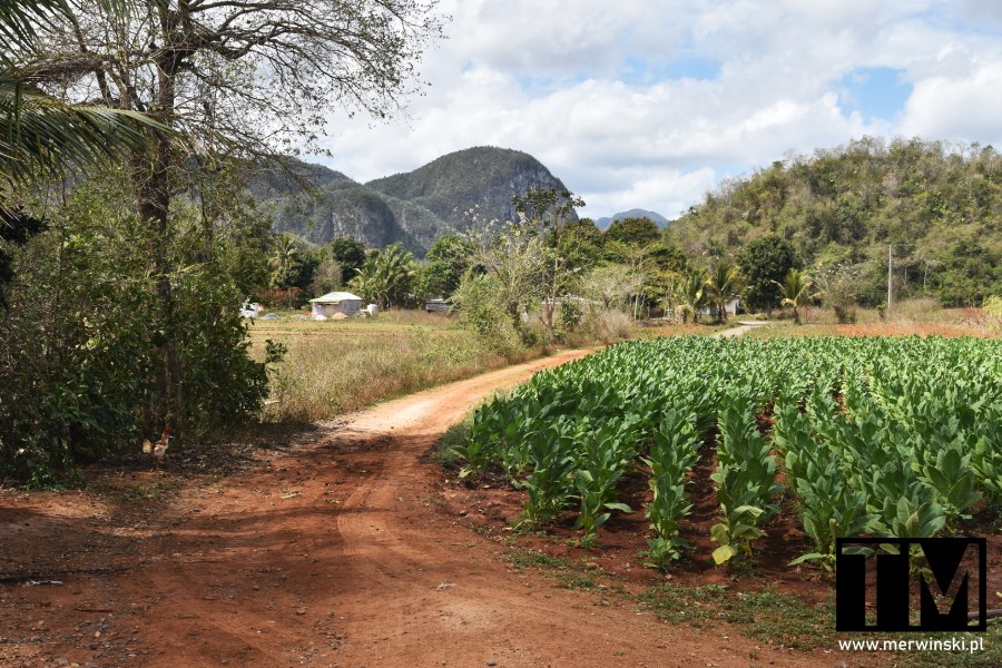 Plantacja tytoniu w Vinales