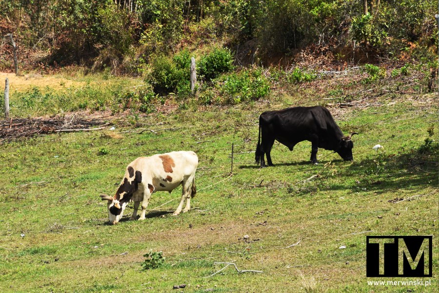 Wypas bydła w Dolinie Viñales, Kuba