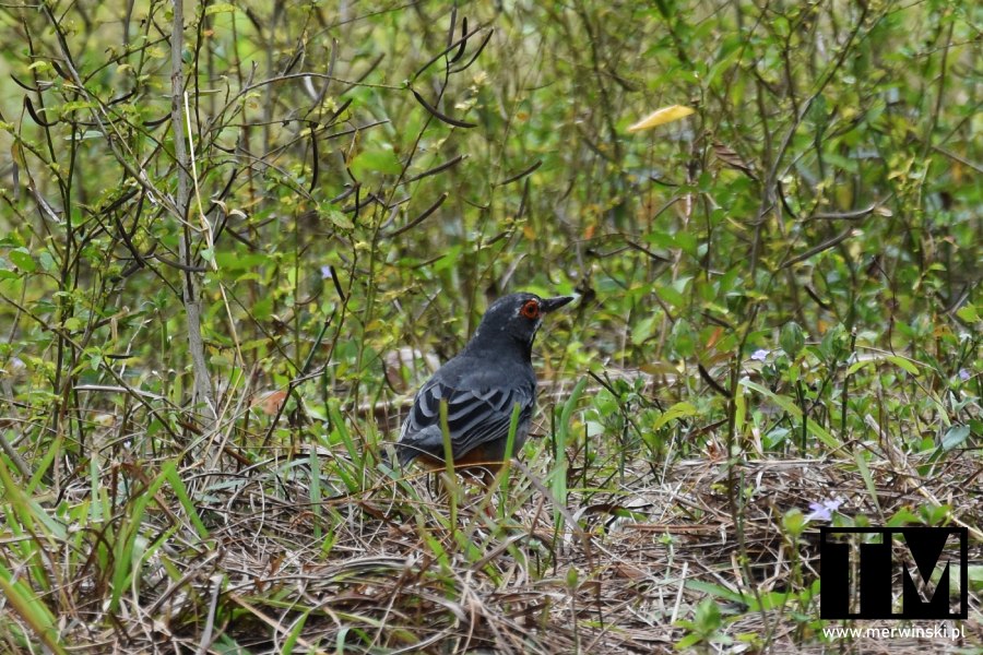 Drozd Karaibski na terenie Finca Vigía Kuba