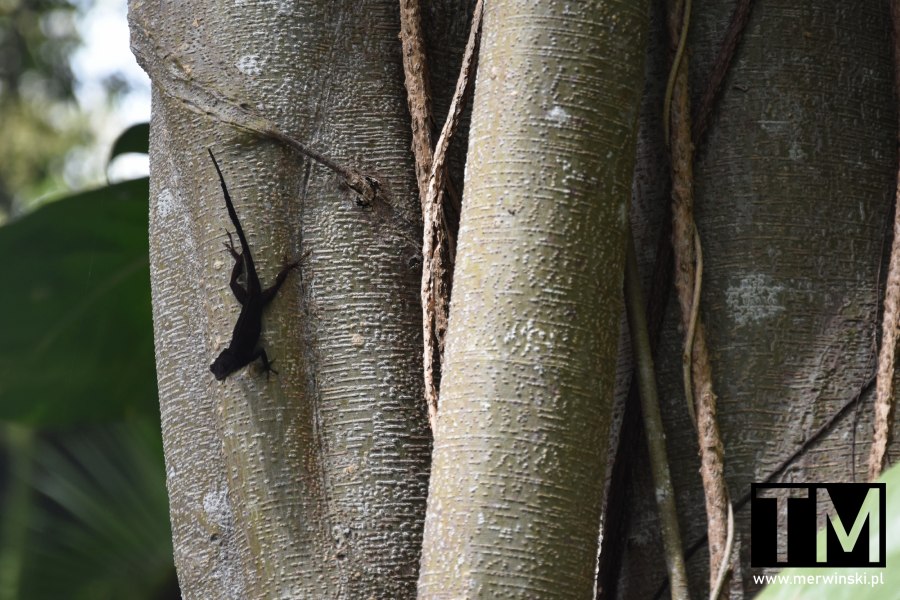 Jaszczurka na terenie Finca Vigia