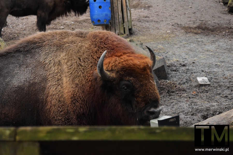 Muzea w Sztokholmie, czyli skansen i zoo w Sztokholmie