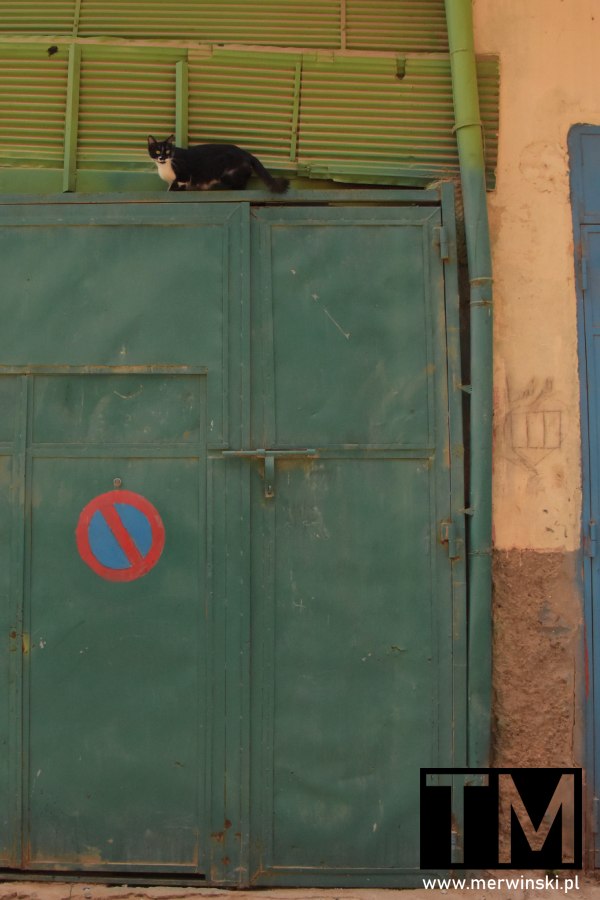 Kot na bramie wjazdowej - Taroudant Maroko