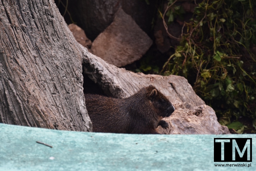 Hutia w Boca de Guamá (Kuba)