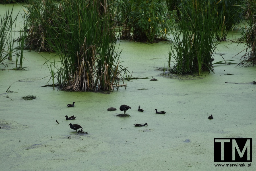 Staw z ptakami w Boca de Guamá