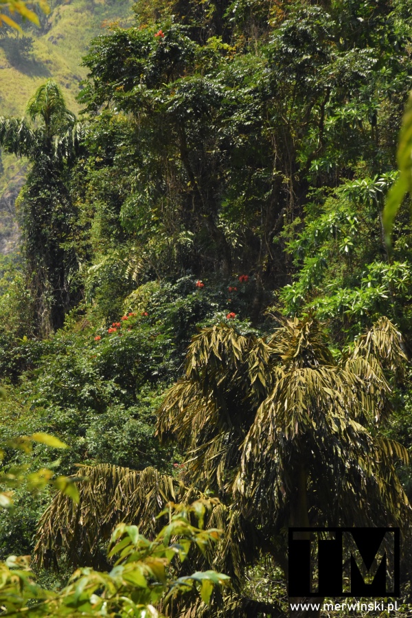 Zieleń Centralnej Wyżyny Sri Lanki w okolicy wodospadu Hunnasgiriya Falls