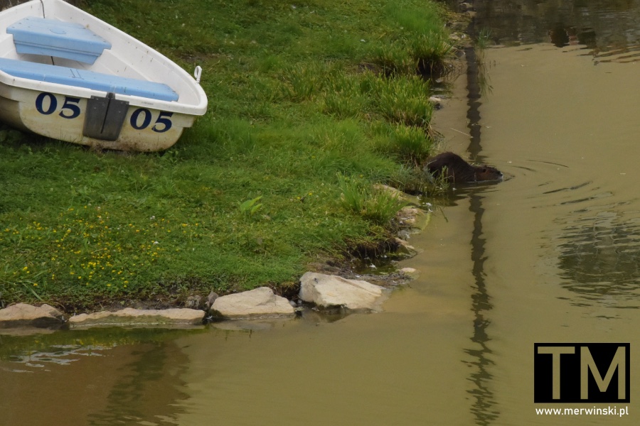 Nutria w fosie zamku Holíč Słowacja