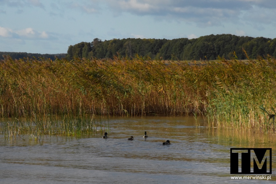 Jezioro Śniardwy - Szeroki Ostrów (Mazury, Polska)