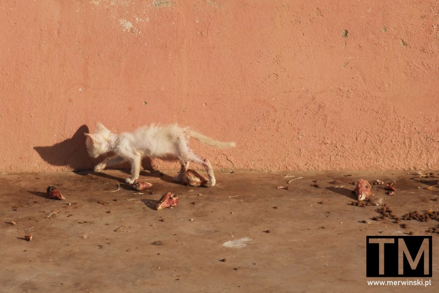 Wychodzony kot w Maroku (Agadir)