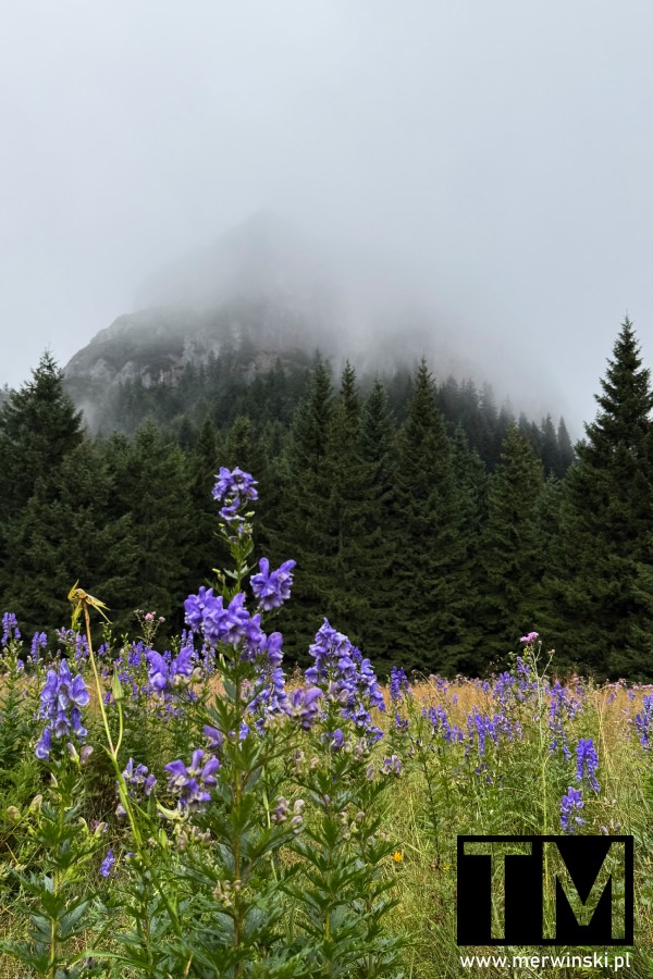Tojad i Mały Rozsutec - Mała Fatra (Słowacja)