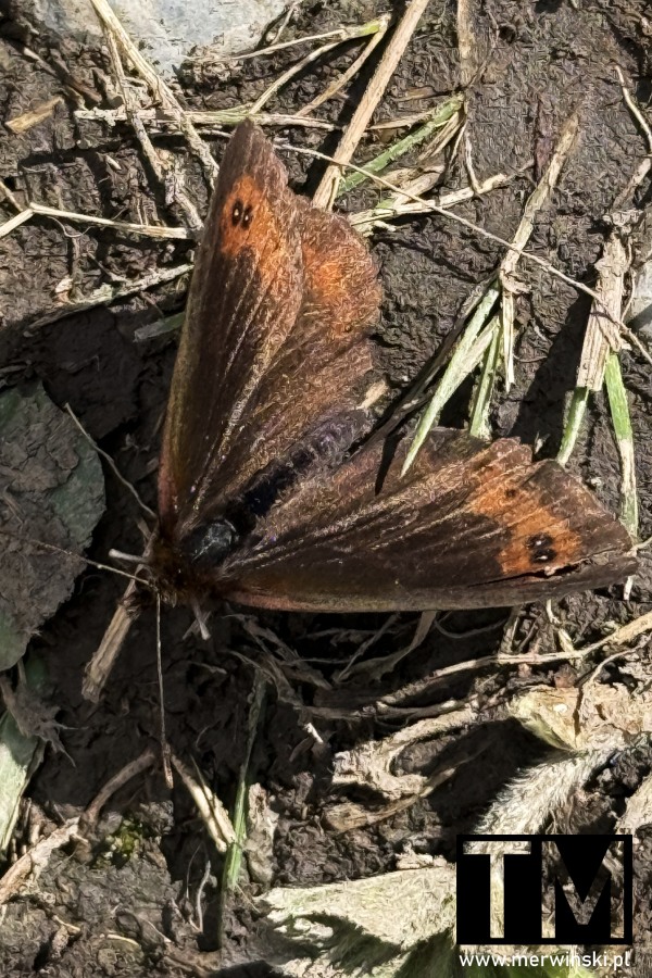Motyl Górówka - Słowacja Mała Fatra