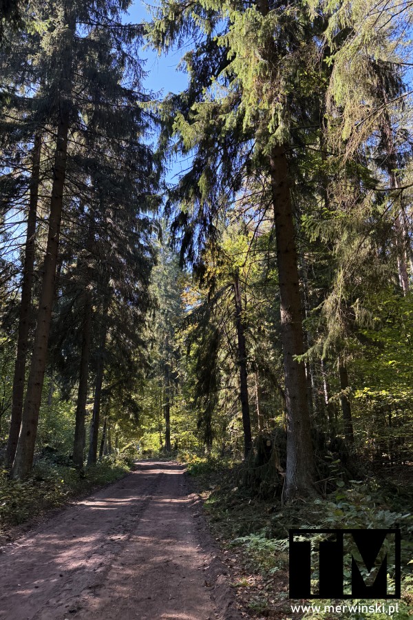 Droga leśna w Puszczy Knyszyńskiej (Podlasie, Polska)