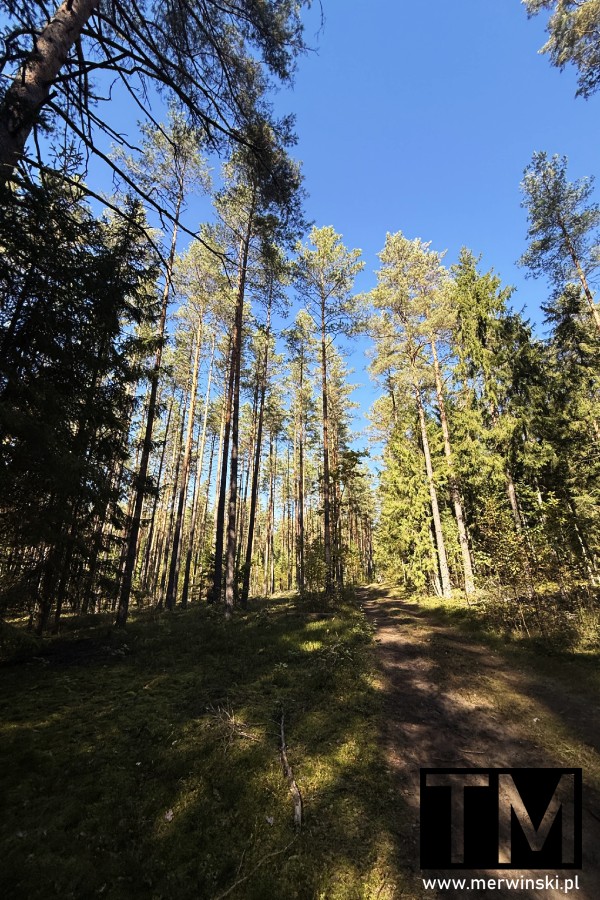 Drzewa w Puszczy Knyszyńskiej na Podlasiu