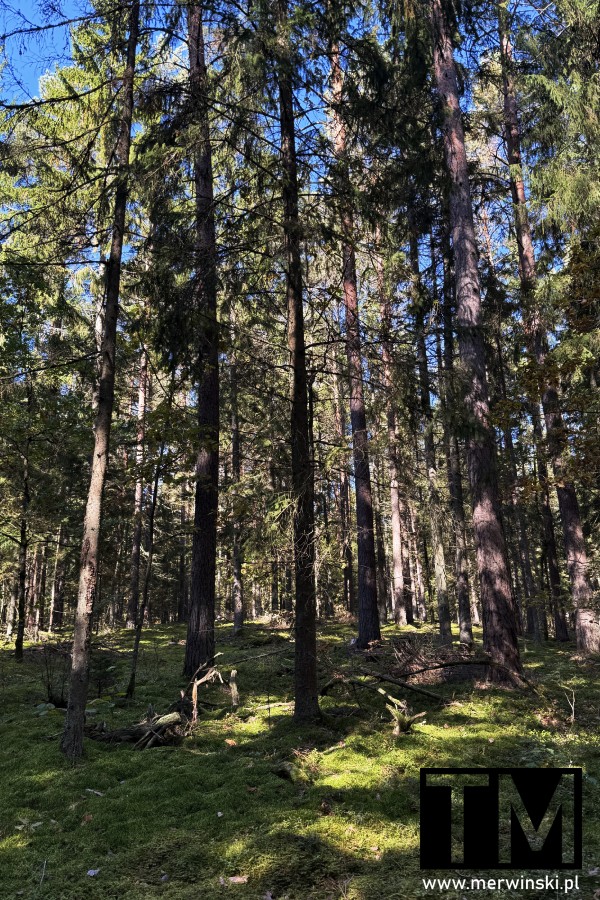 Puszcza Knyszyńska na Podlasiu