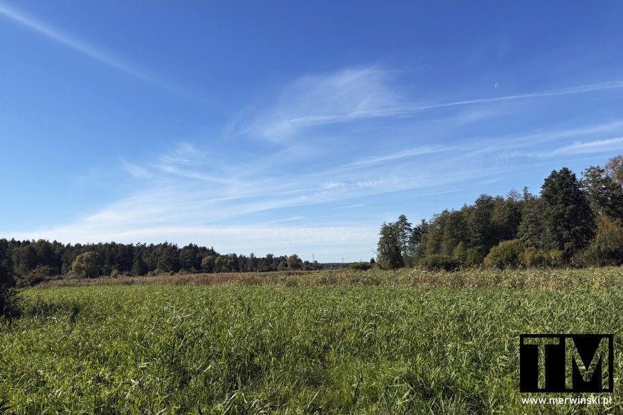 Mokradła w Puszczy Knyszyńskiej na Podlasiu